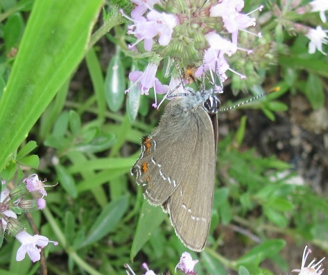 Satyrium ilicis, Lycaenidae